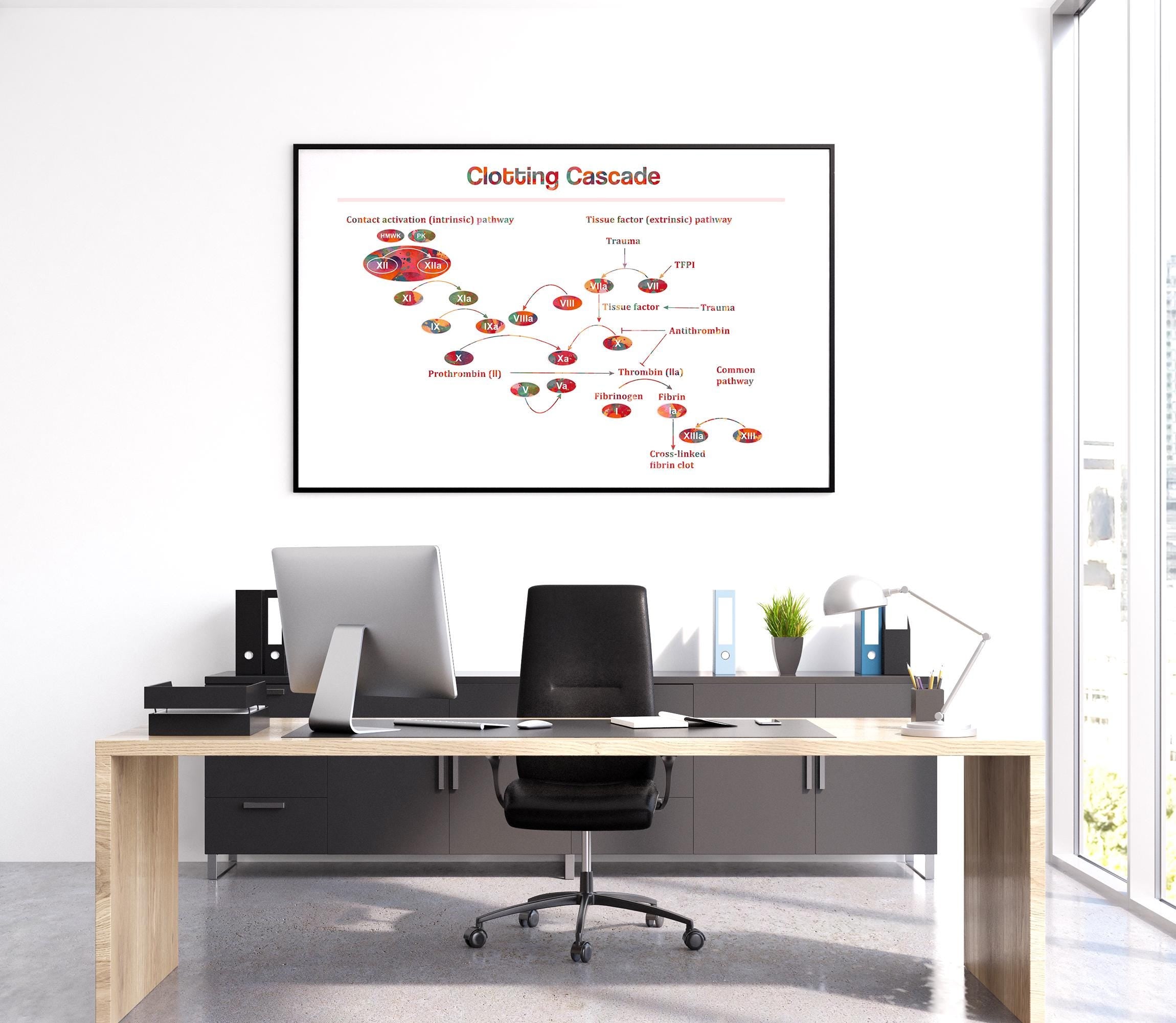 Doctor office displaying the diagram of the clotting cascade