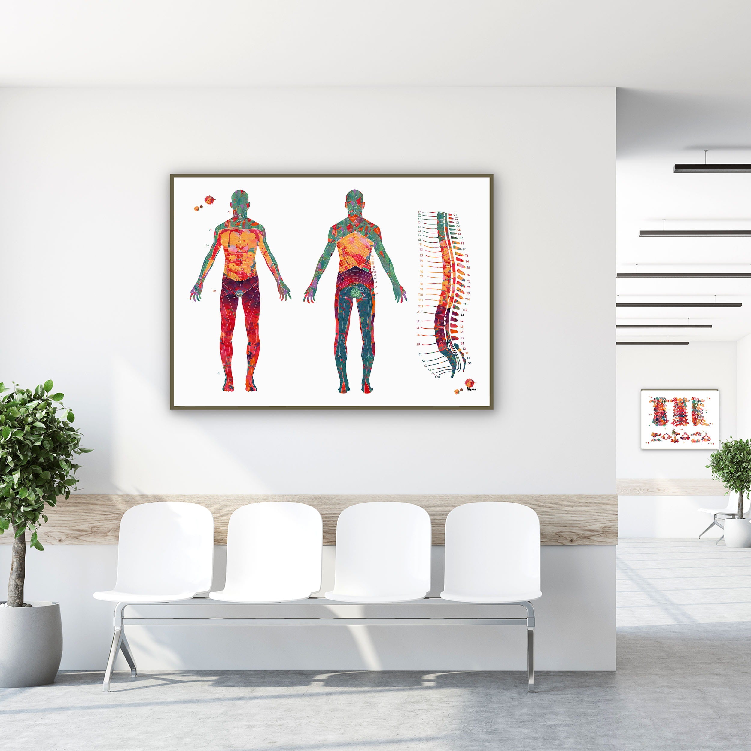 Framed dermatome map watercolor print in a clinic waiting room