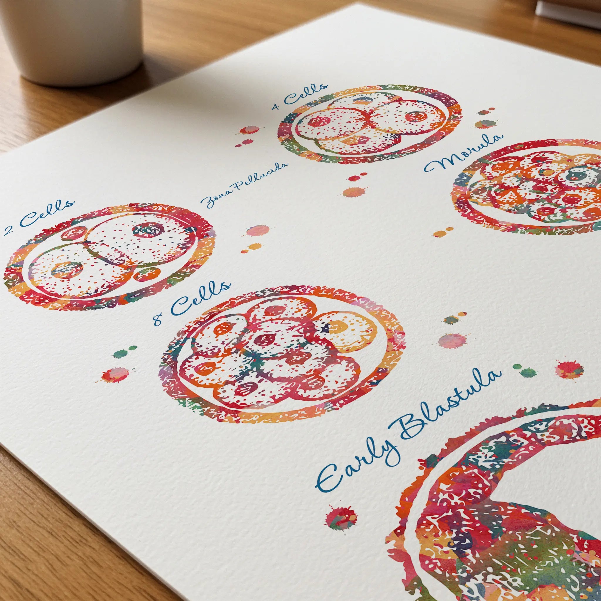 Close-up of embryogenesis & ivf watercolor print showing paper texture and grain