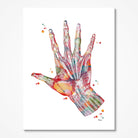 Hand Muscles Anatomy watercolor art print for hand therapy clinic wall decor