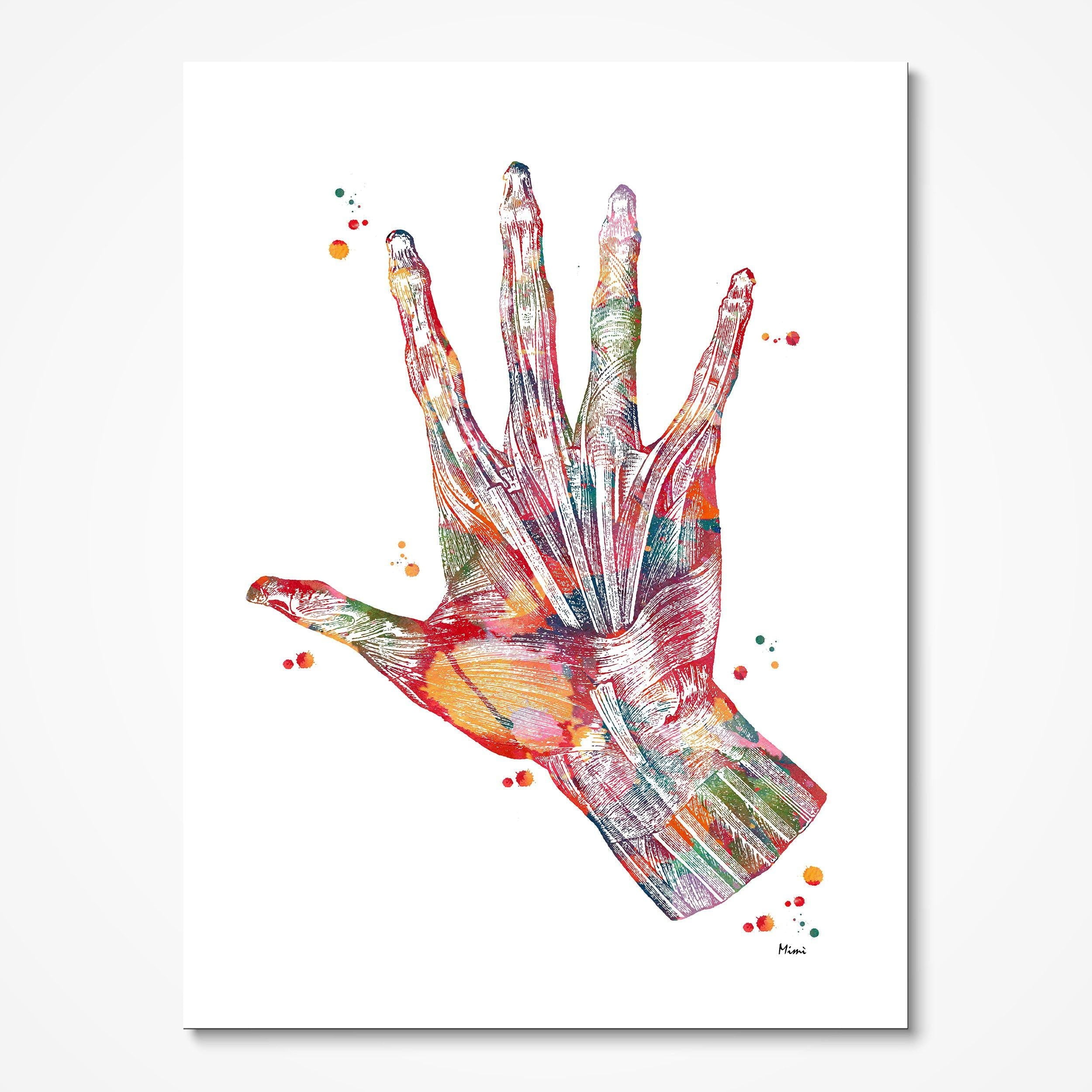 Hand Muscles Anatomy watercolor art print for hand therapy clinic wall decor