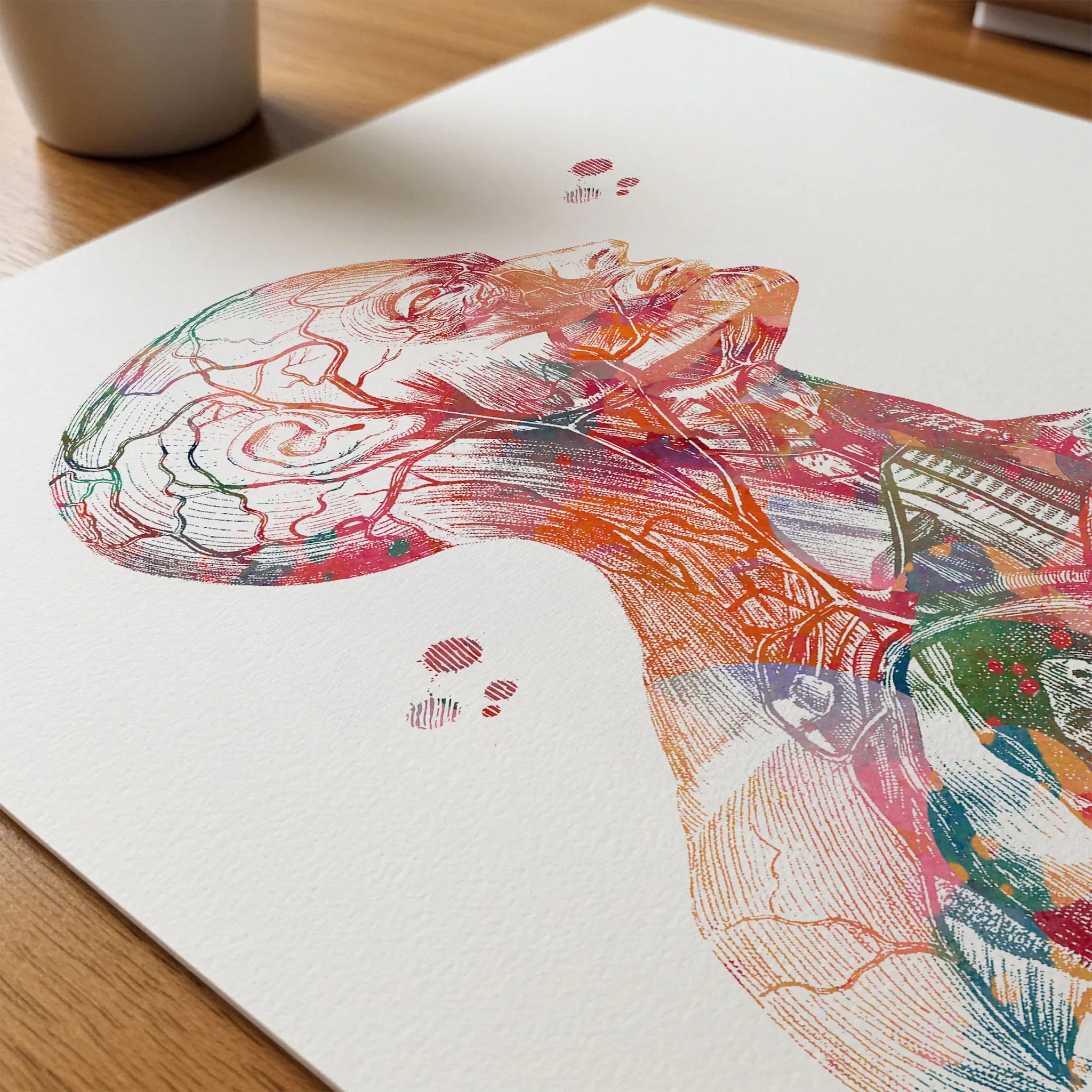 Close-up of head & torso anatomy watercolor print showing paper texture and grain