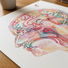 Close-up of human head section anatomy watercolor print showing paper texture and grain
