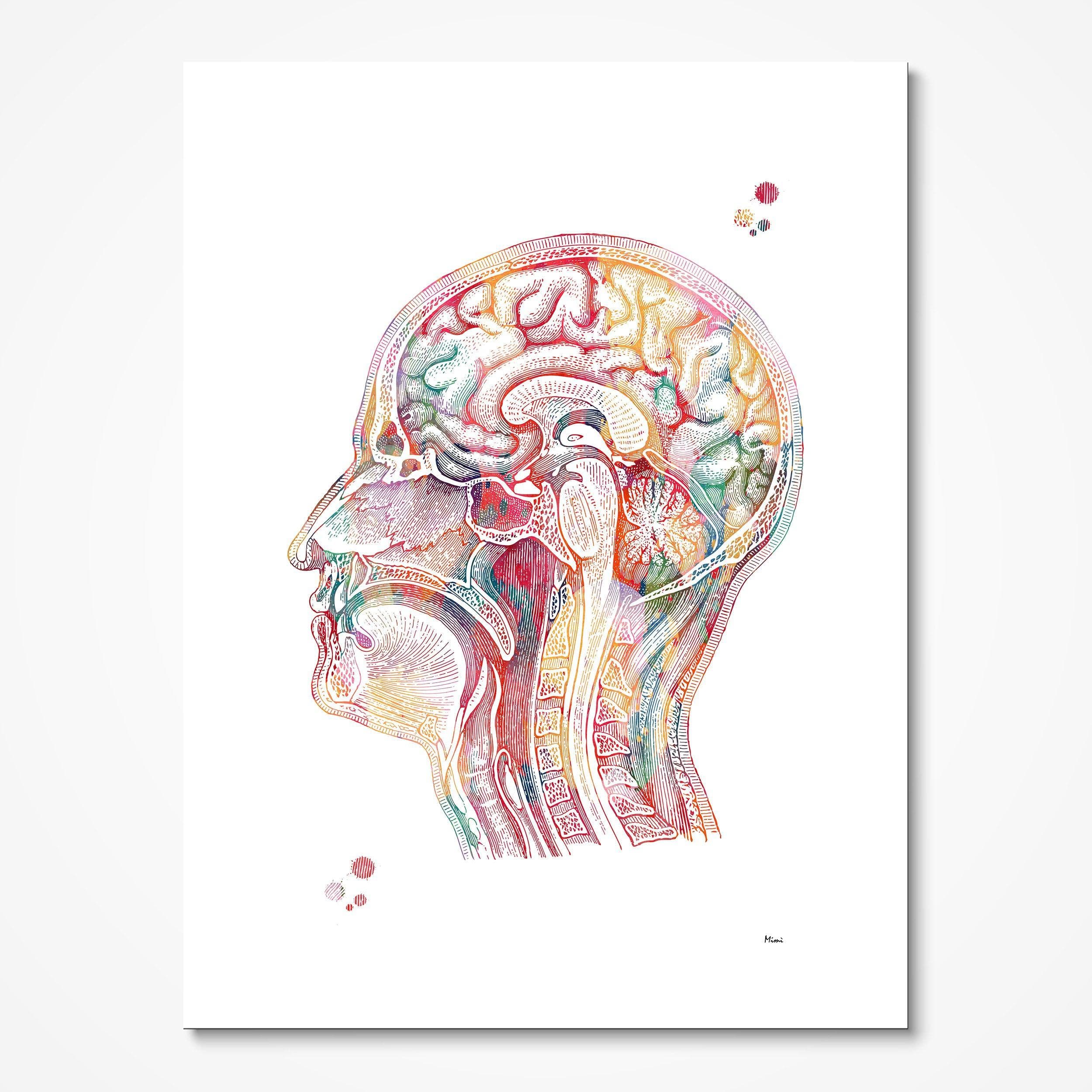 Human Head Section Anatomy watercolor art print for neurology clinic wall decor