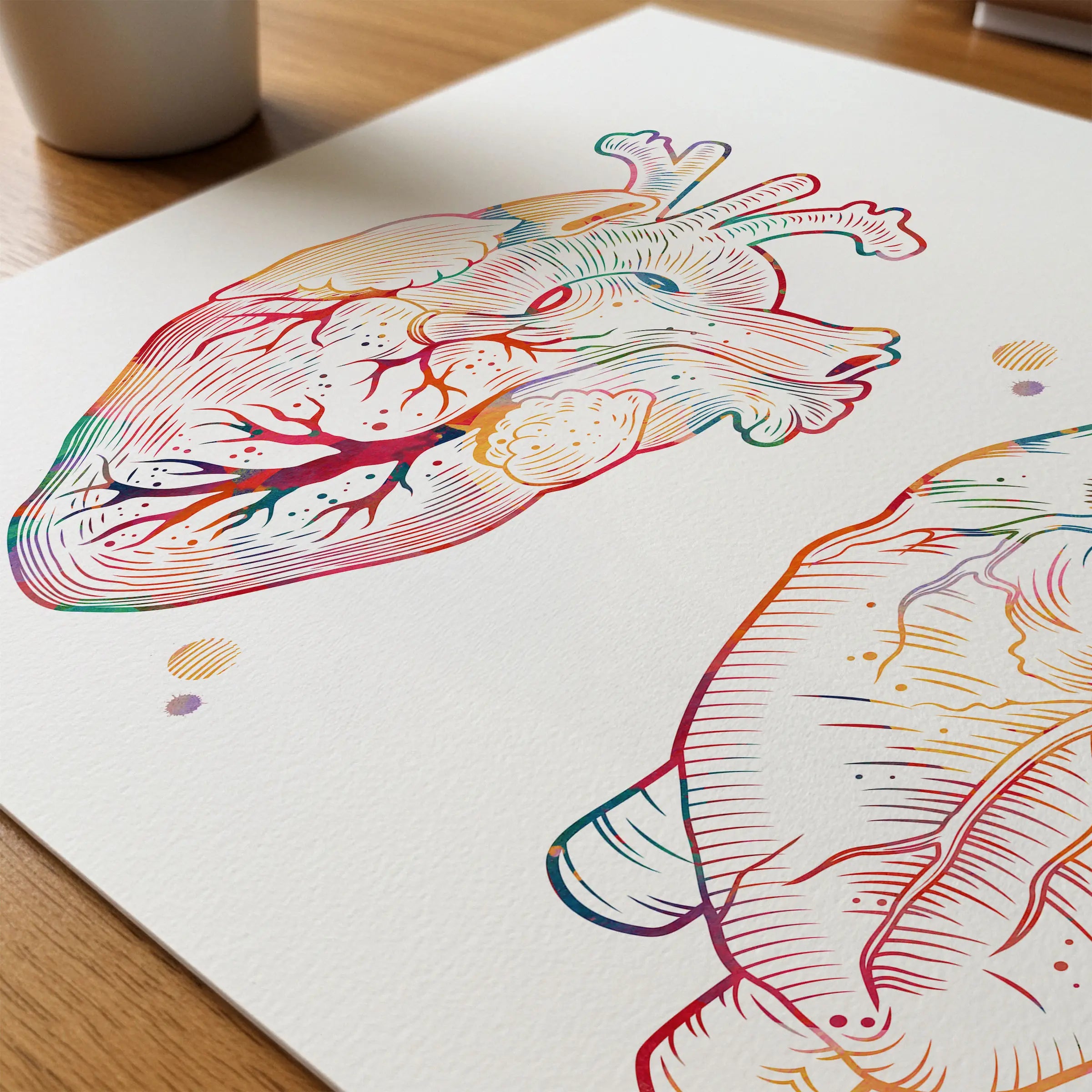 Close-up of human heart anterior and posterior view watercolor print showing paper texture and grain