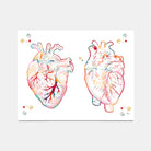 Human heart anterior and posterior view watercolor print for cardiology wall decor
