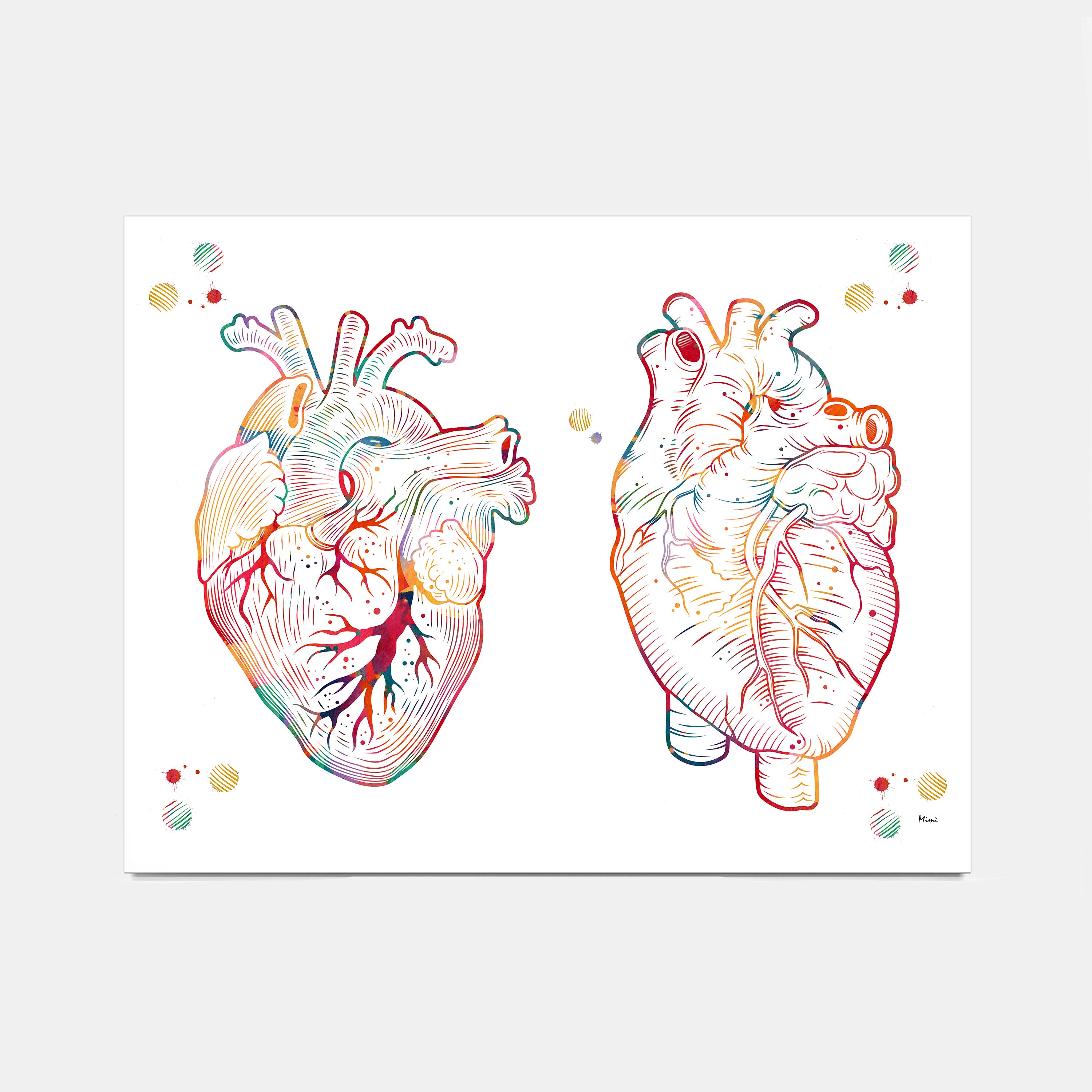 Human heart anterior and posterior view watercolor print for cardiology wall decor