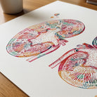 Close-up of human kidneys anatomy watercolor print showing paper texture and grain