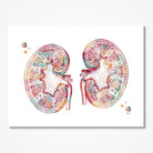 Human Kidneys Anatomy watercolor art print for nephrology clinic wall decor