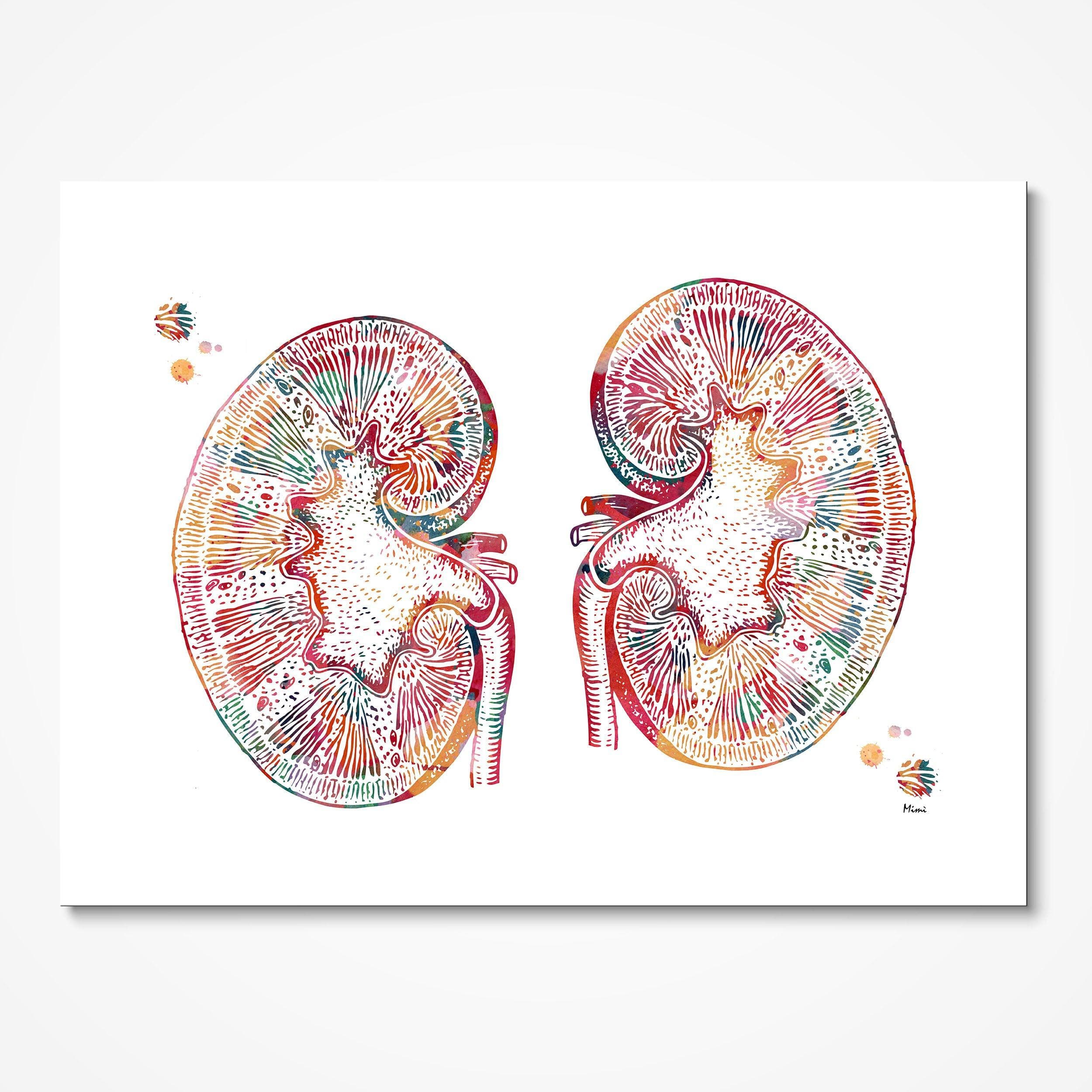 Human Kidneys Anatomy watercolor art print for nephrology clinic wall decor