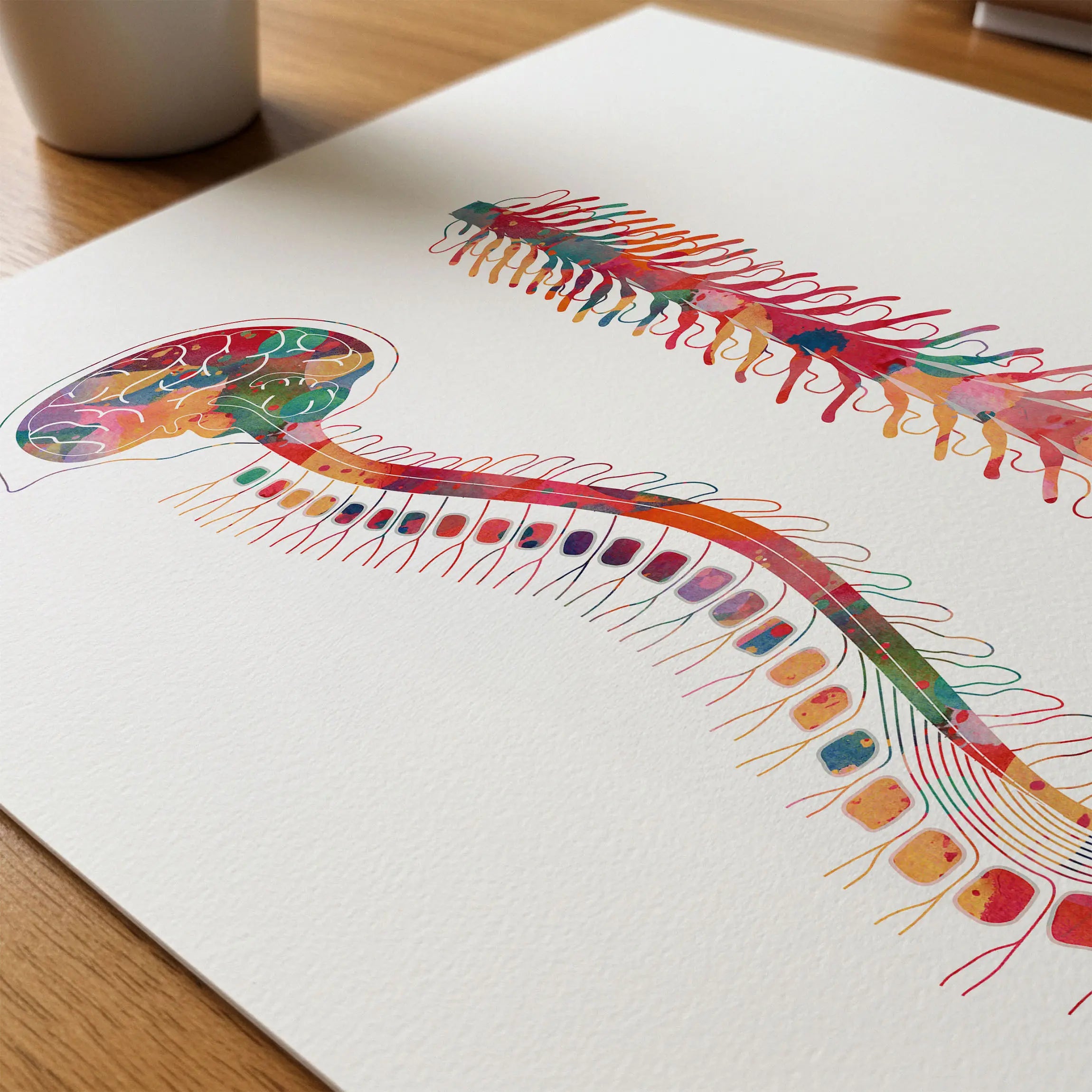 Close-up of human spine anatomy watercolor print showing paper texture and grain