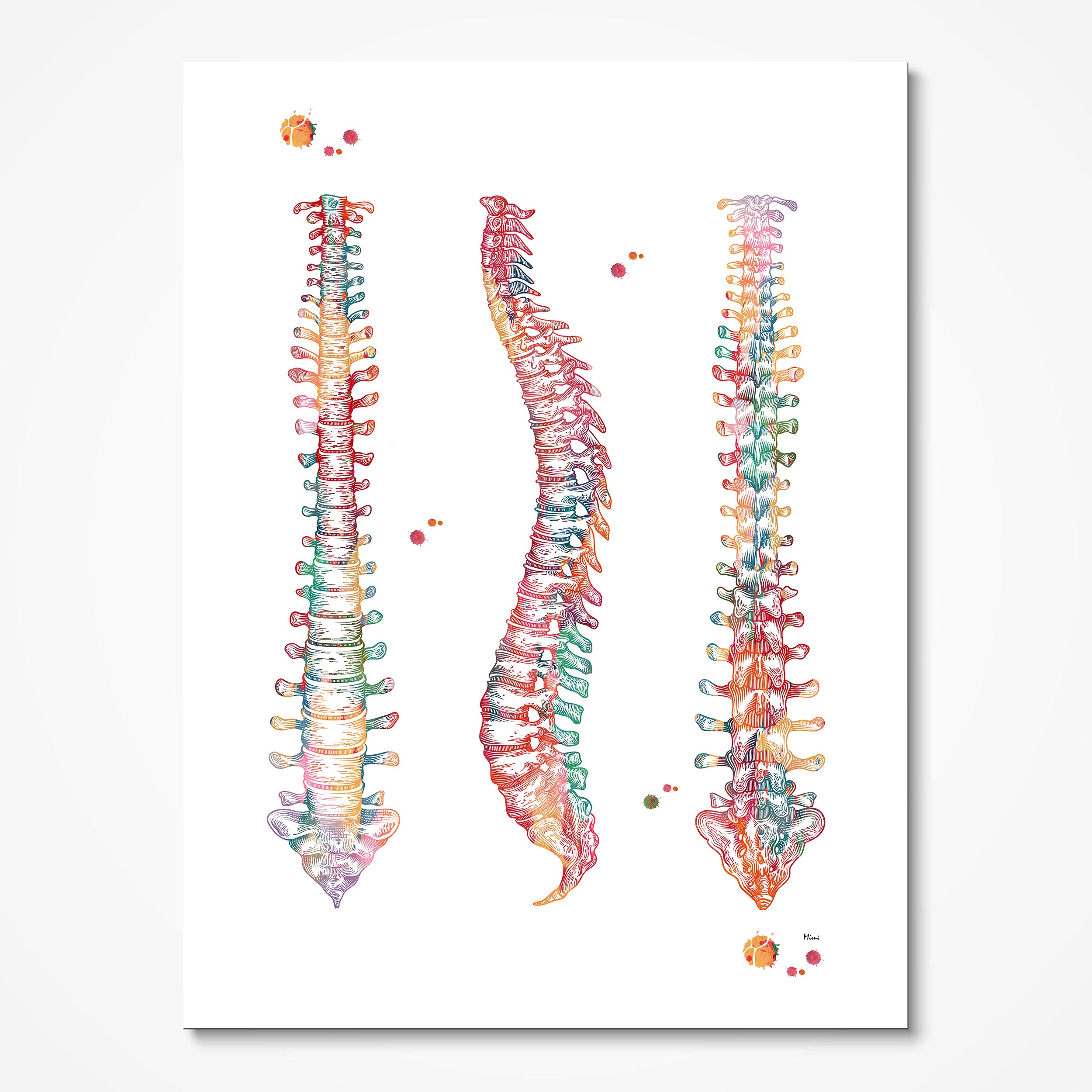 Human Spine & Spinal Cord Anatomy watercolor art print for medical clinic wall decor