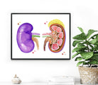Image of the kidney anatomy 1