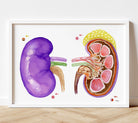 Image of the kidney anatomy 2