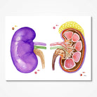 Image of the kidney anatomy 3