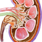 Image of the kidney anatomy  detail