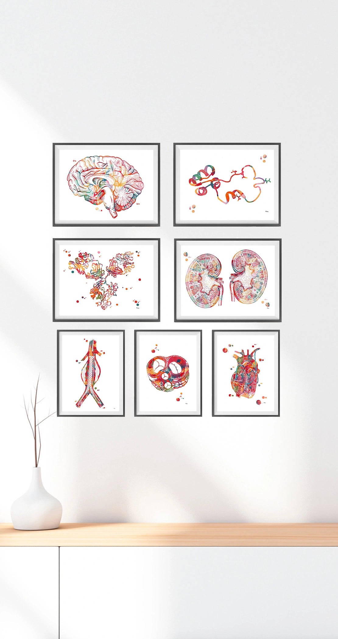 Set of six framed anatomy artworks on a white wall with a wooden shelf below.