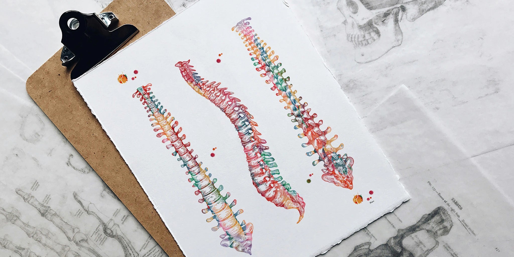anatomy print on paper of a colorful vertebral column on wooden background 