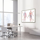 Framed muscular system anatomy watercolor print in an orthopedic clinic