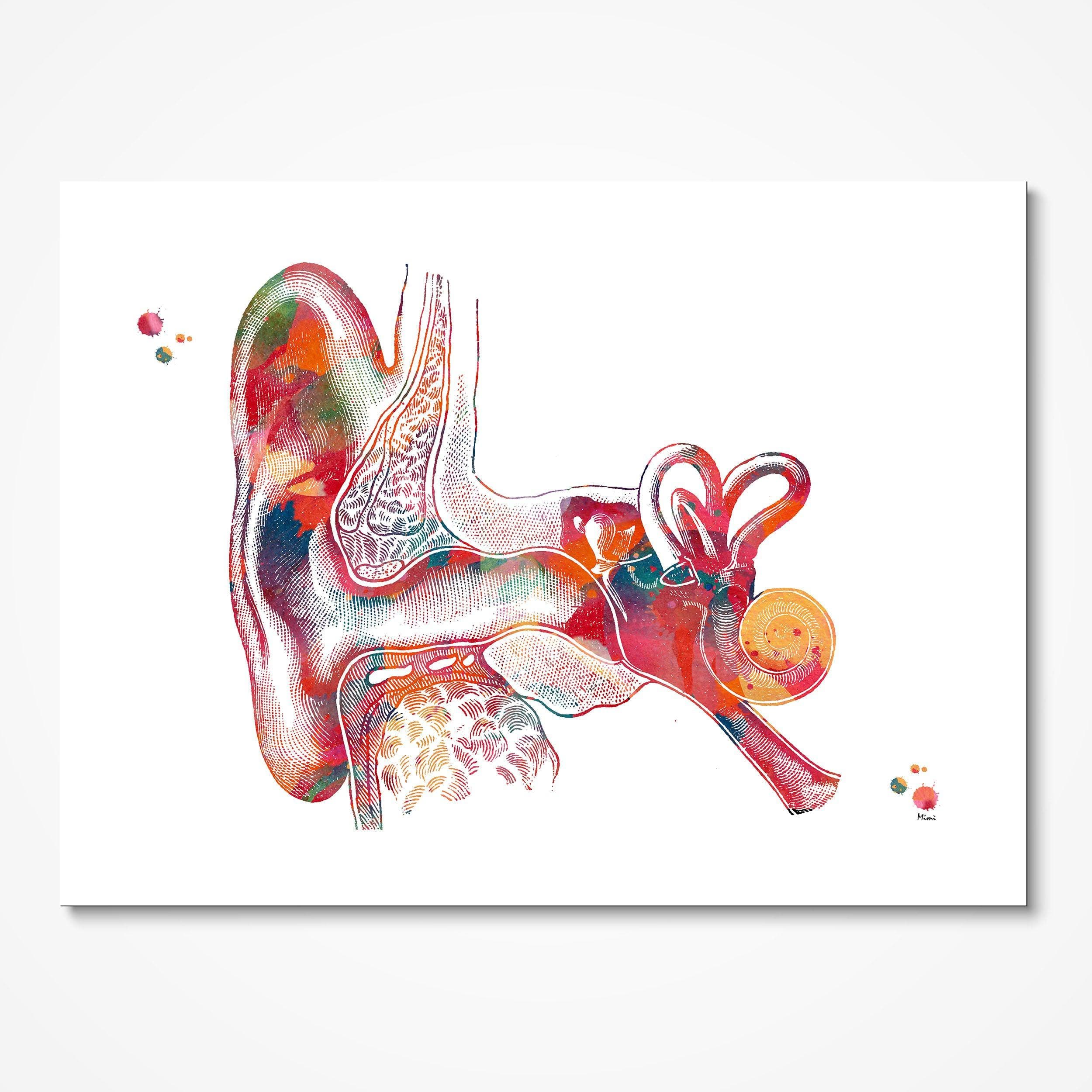 Outer Ear Anatomy watercolor art print for audiology clinic wall decor