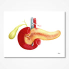 Pancreas And Gallbladder Watercolor Premium Giclee Print