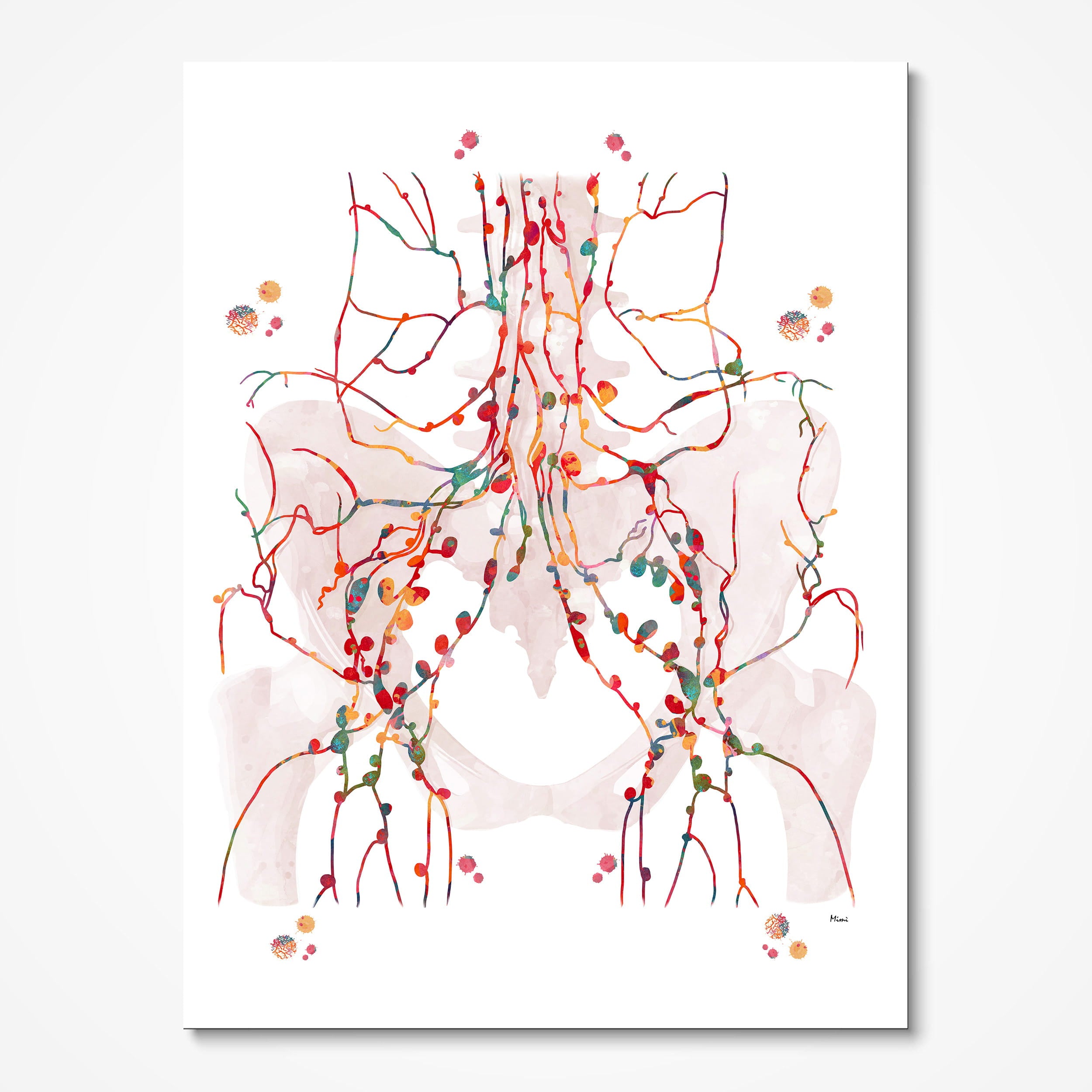 Pelvic Lymph Nodes watercolor art print for lymphatic wall decor
