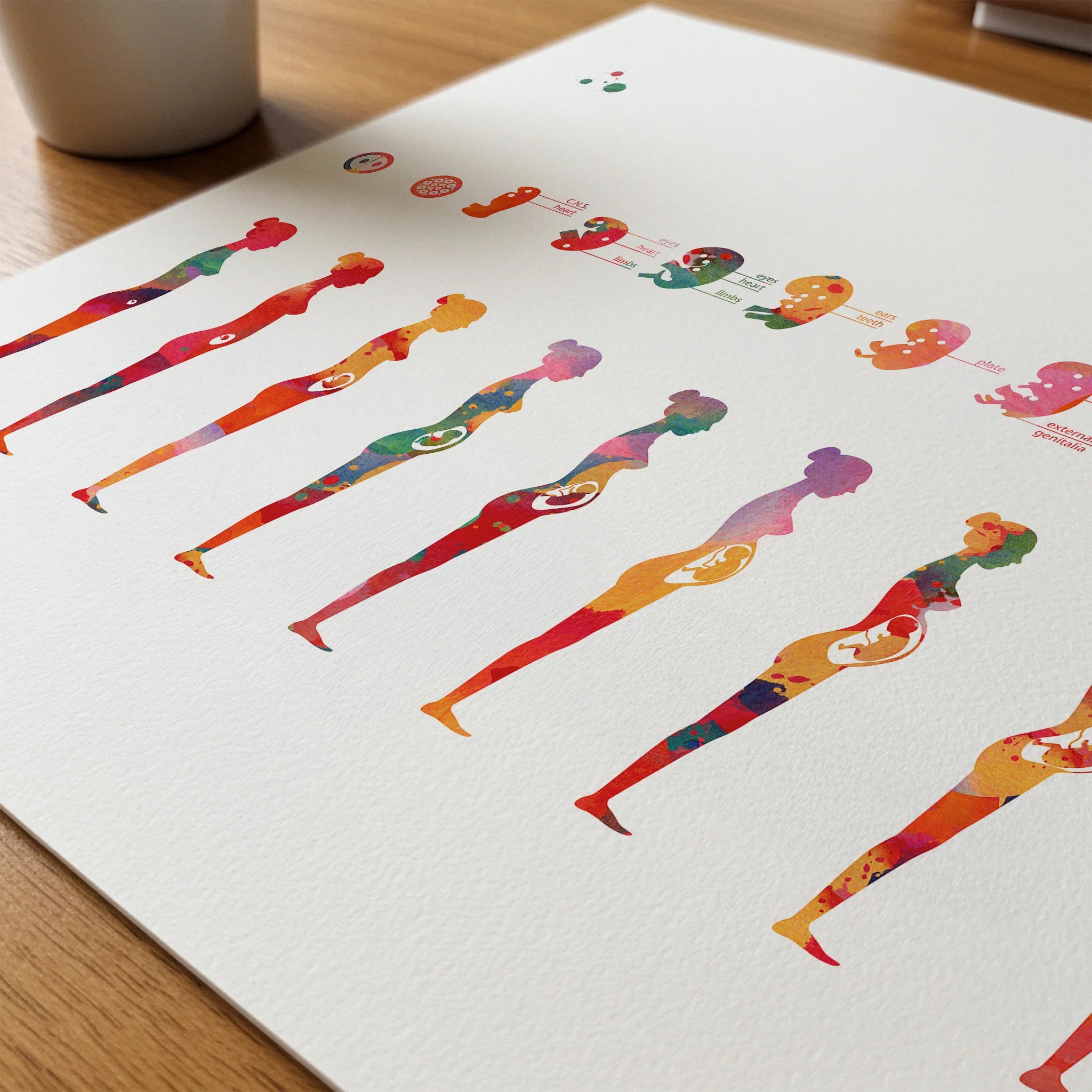 Close-up of pregnancy phases of fetal development watercolor print showing paper texture and grain