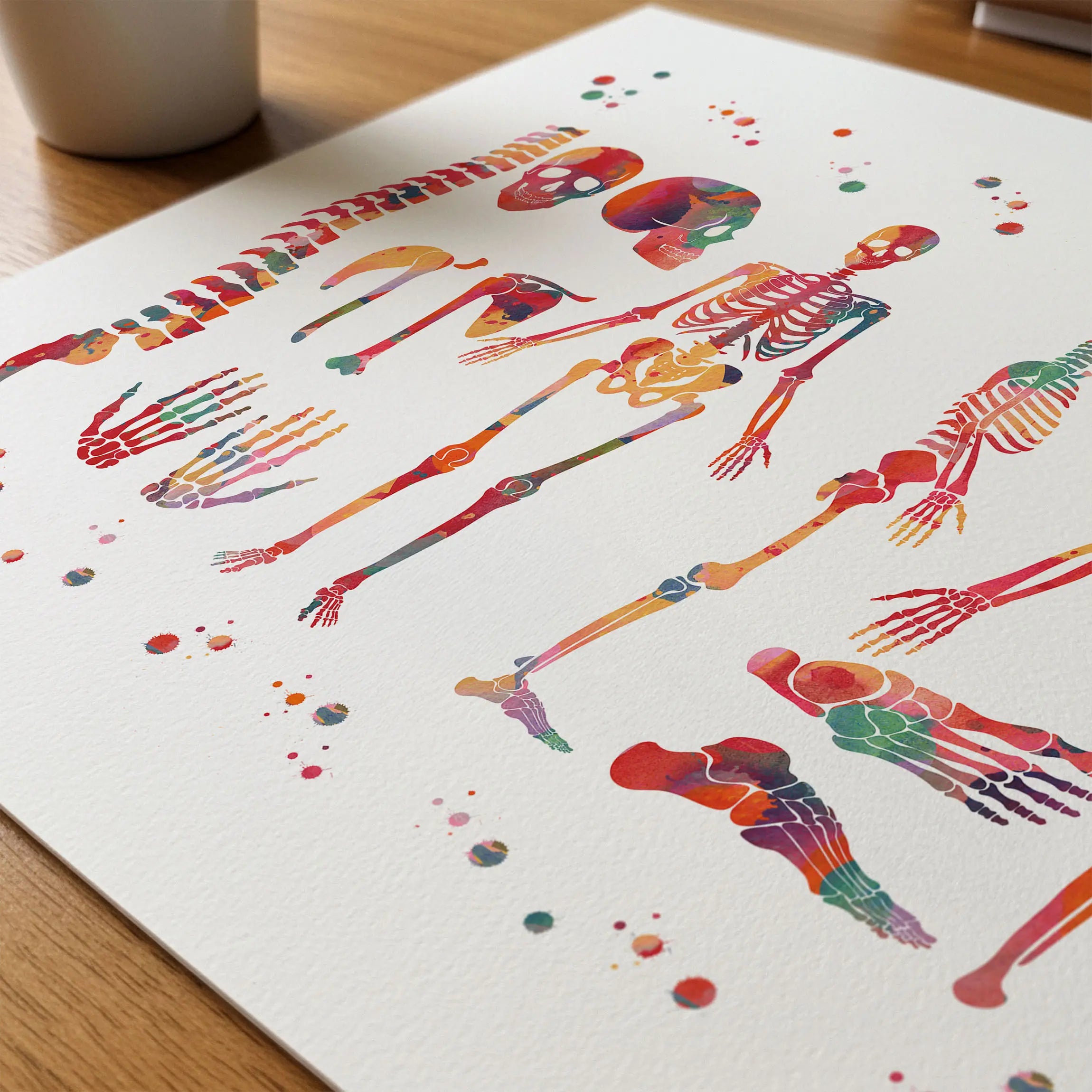 Close-up of skeletal system anatomy watercolor print showing paper texture and grain