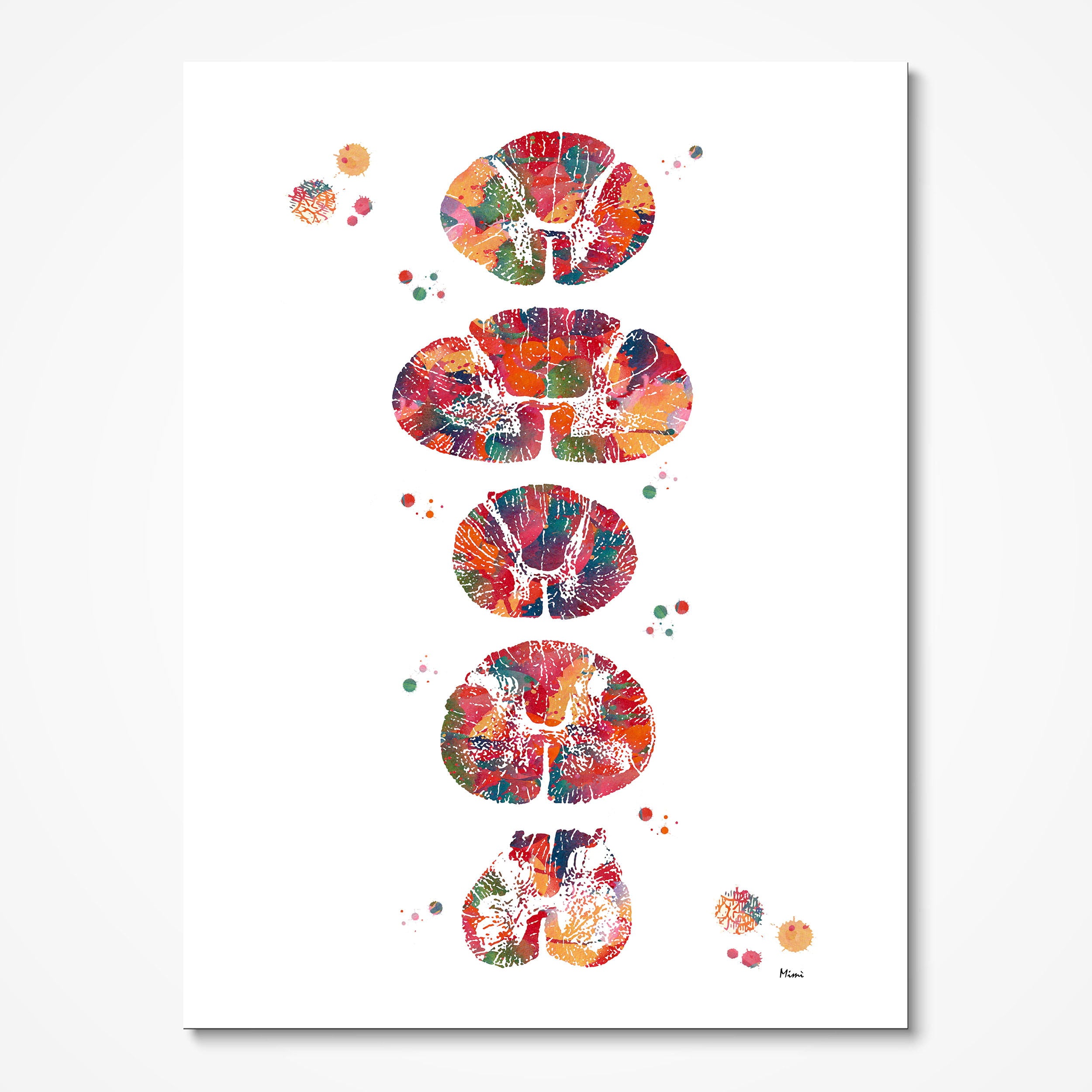 Spinal Cord Cross-Section Anatomy watercolor art print for neurology clinic wall decor