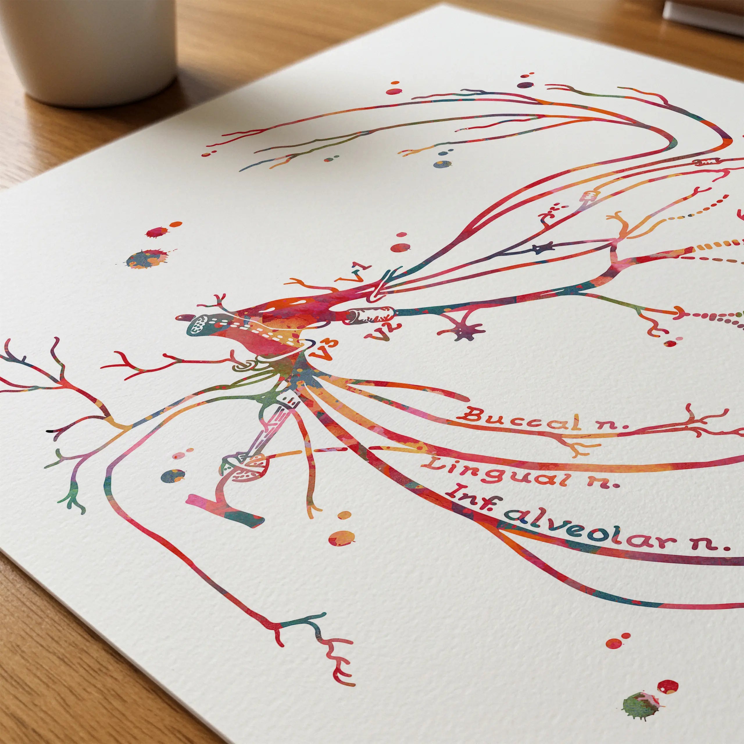 Close-up of trigeminal nerve (cranial nerve v) watercolor print showing paper texture and grain