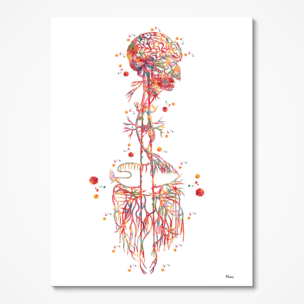 Vagus Nerve And Vagal Nerves Anatomy Print