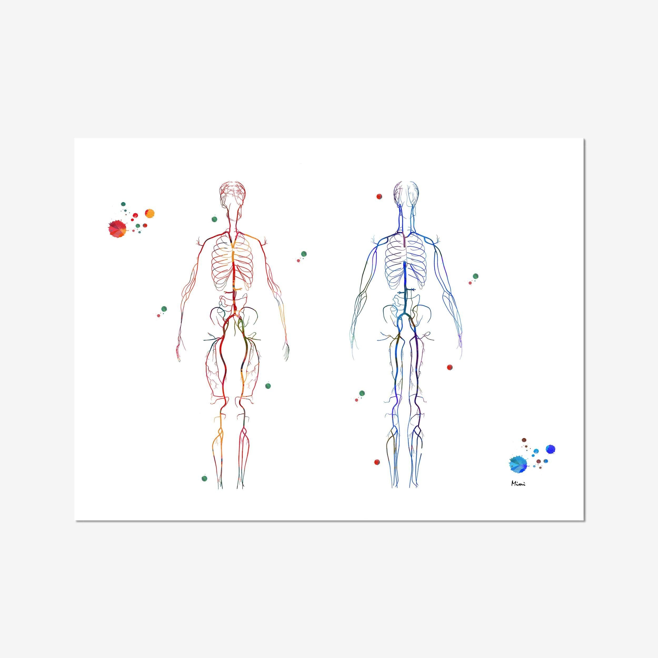 Body Systems Artery And Veins Anatomy Print