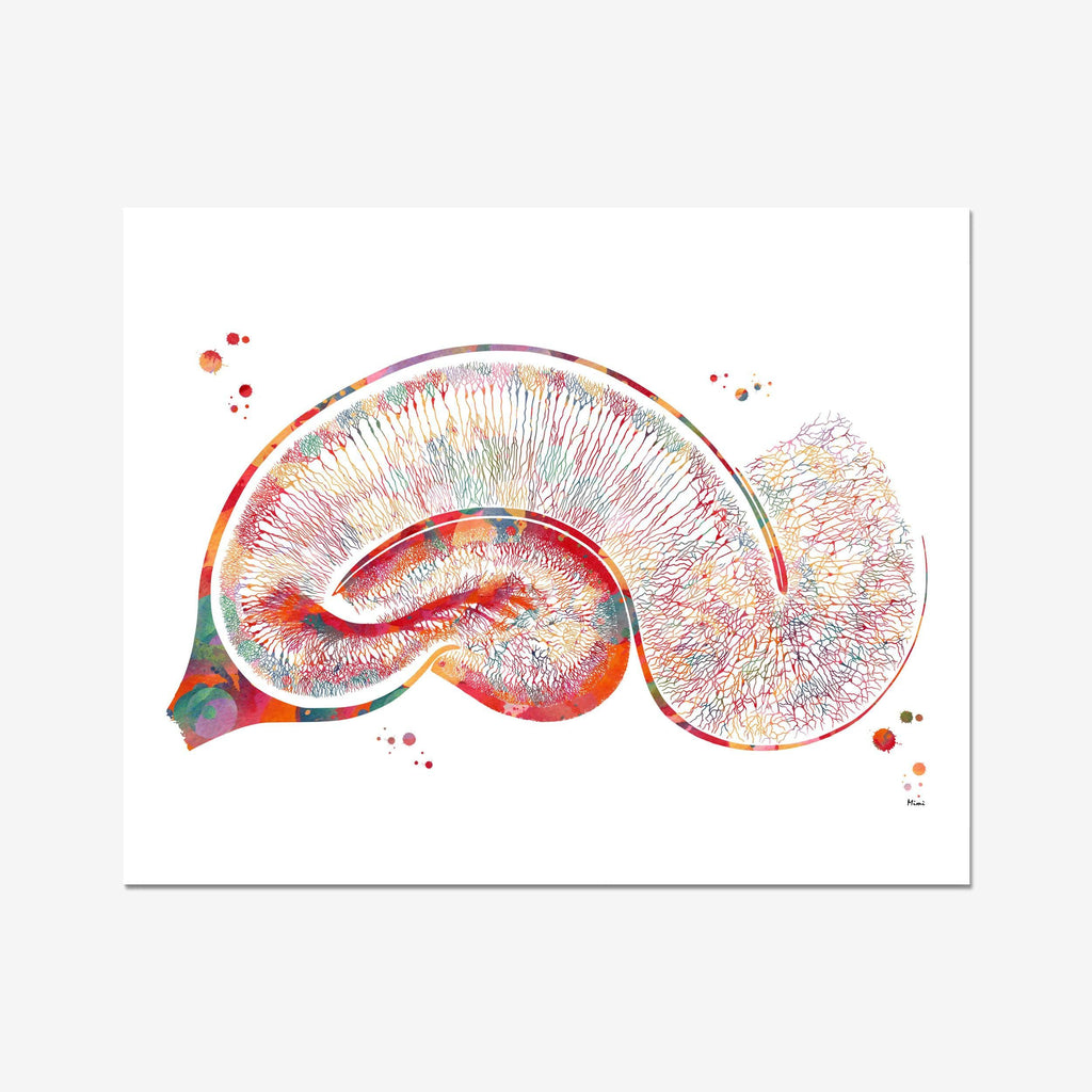 Brain Golgi Hippocampus Anatomy Print