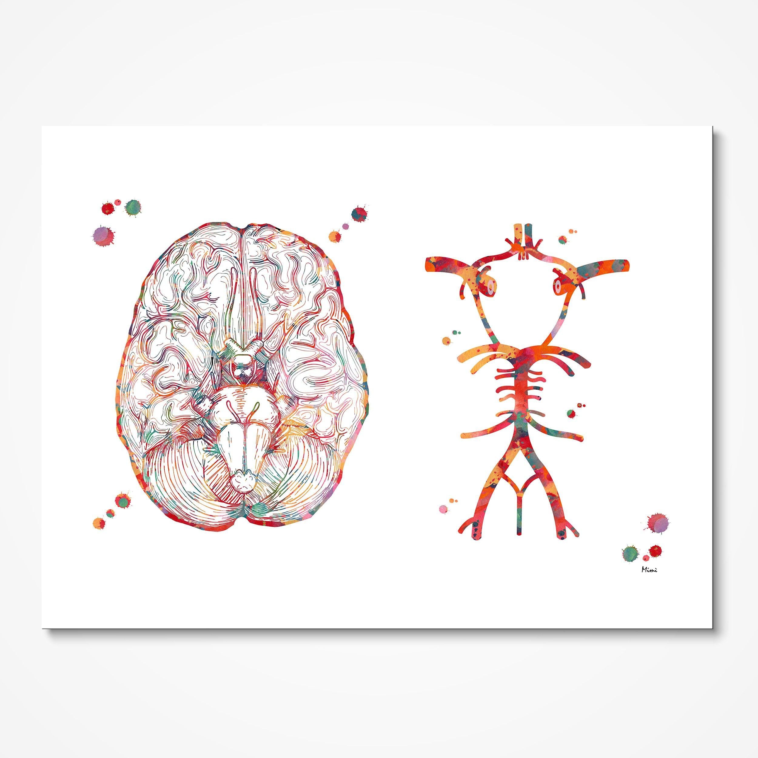 Circle Of Willis Antomy Art Print Brain Art Poster Medical Clinic Wall Decor