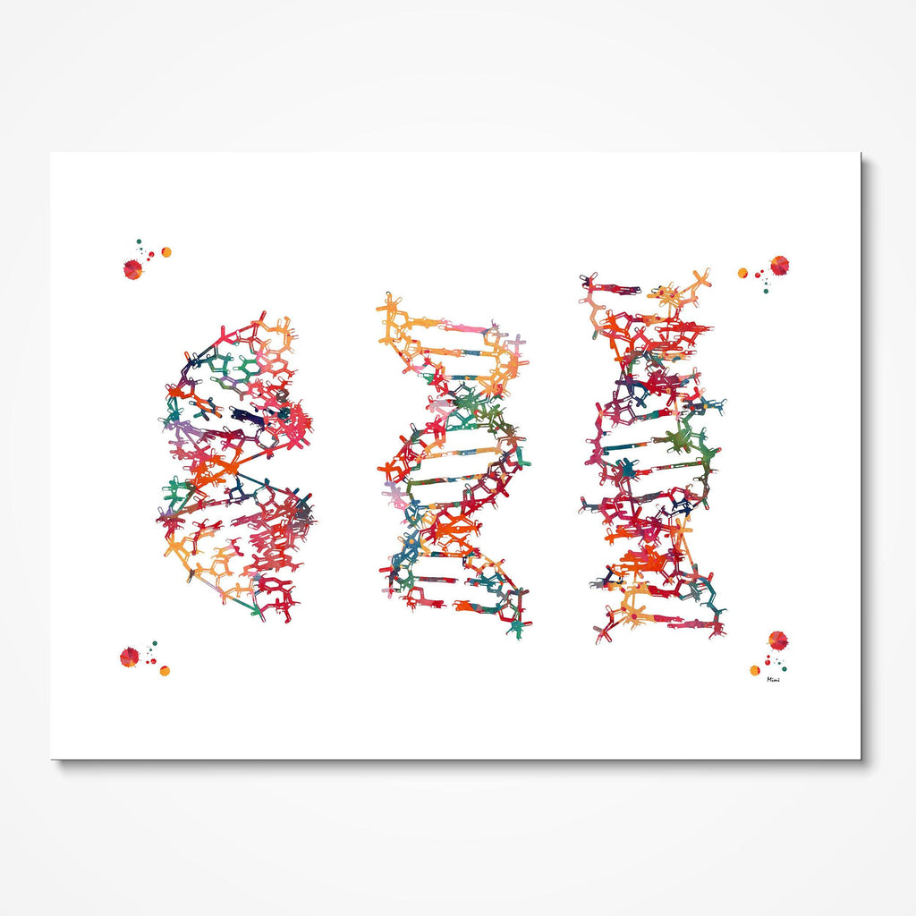 DNA Strand Structures Science Print Dna Conformation Poster