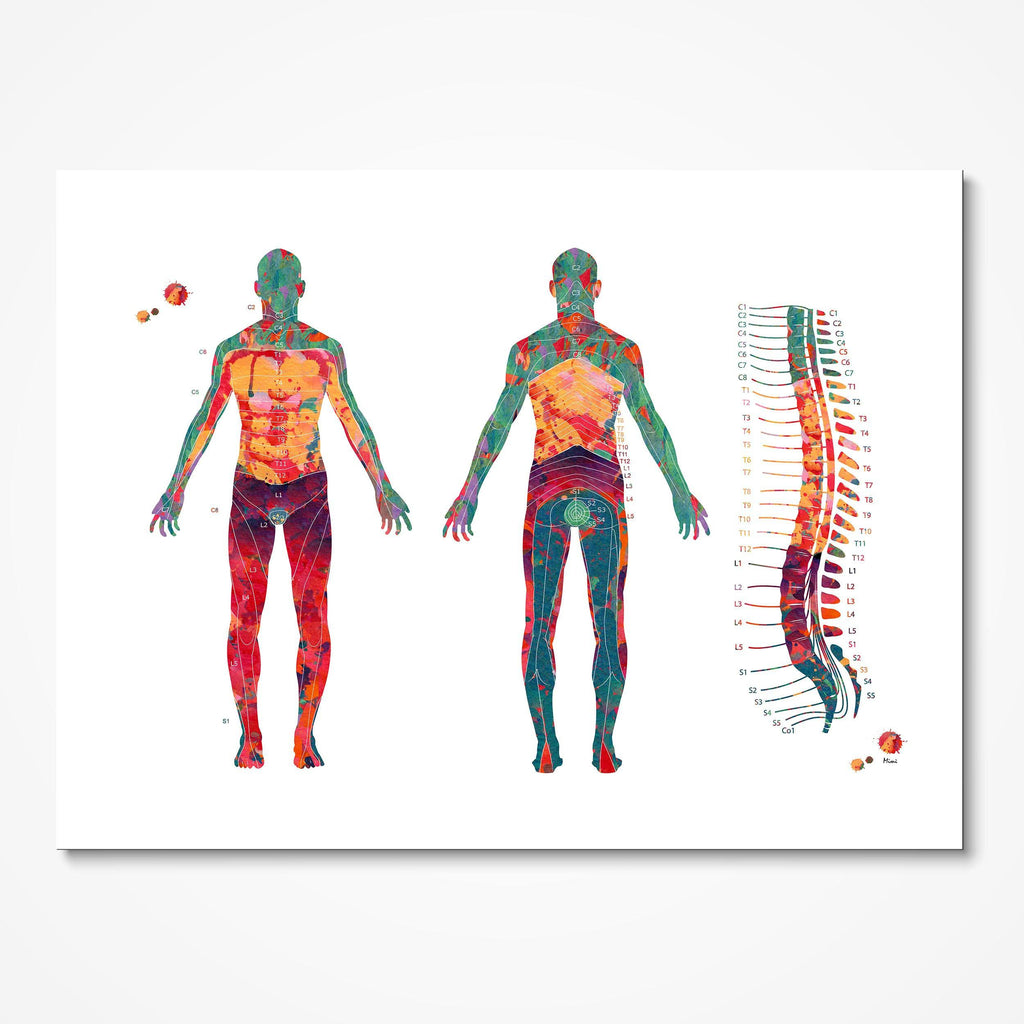 Dermatome Map Anatomy Print Spine Vertebrae and Dermatomes Poster Physiotherapy Medical Clinic Wall Decor