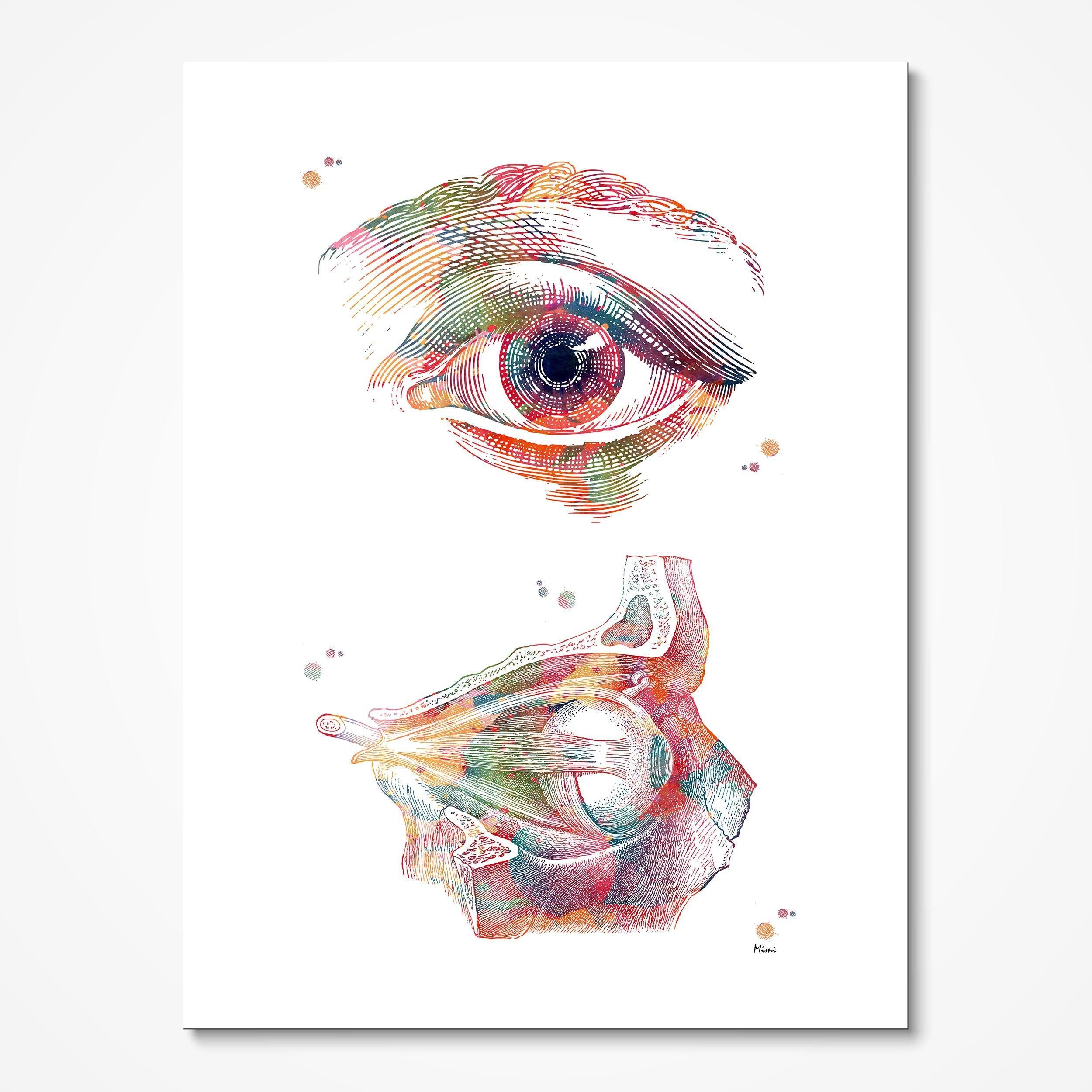 Eye Anatomy Print Front and Lateral View Ophthalmology Optometry Poster