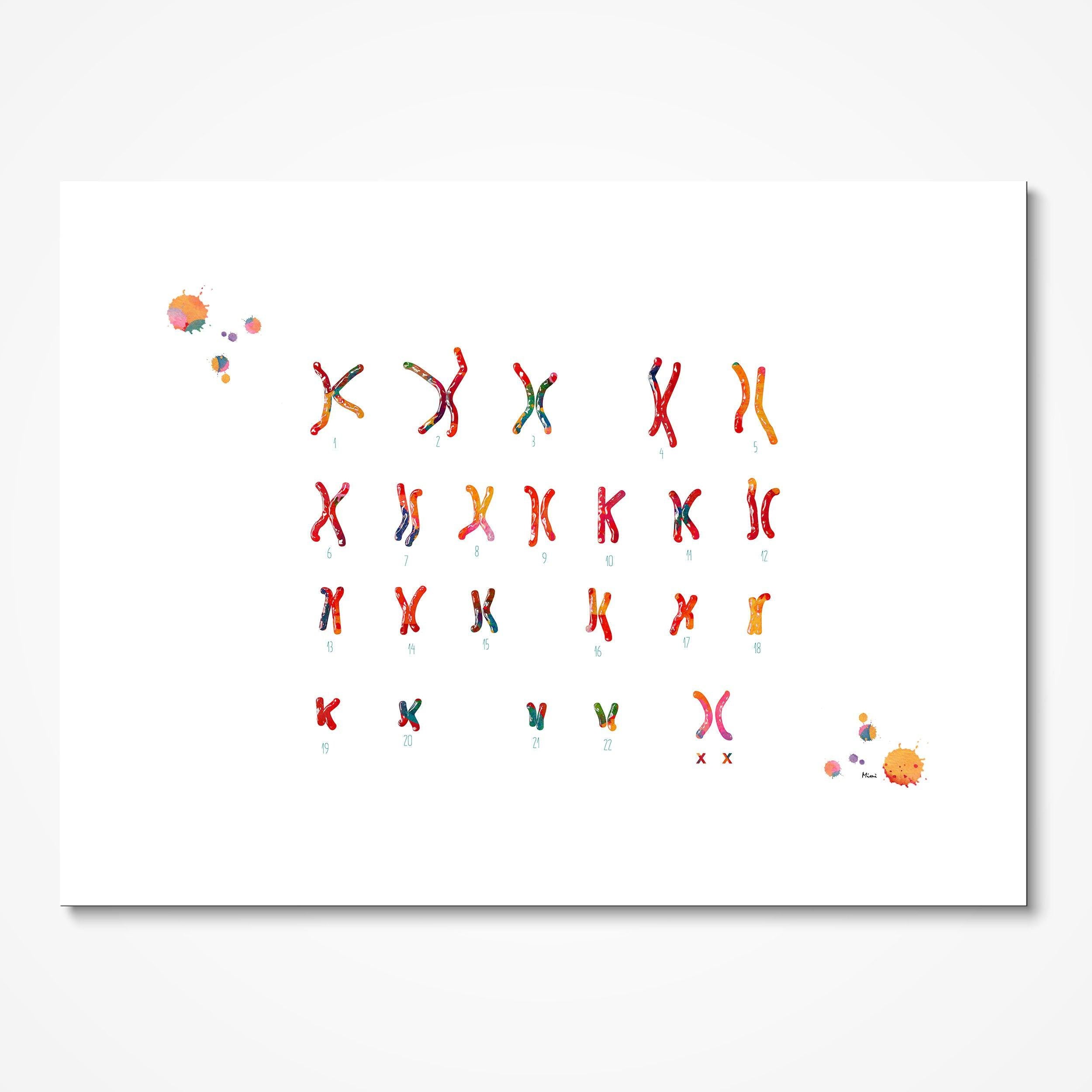 Female Chromosome Idiogram Science Print Female Karyotype Genetics Art Poster