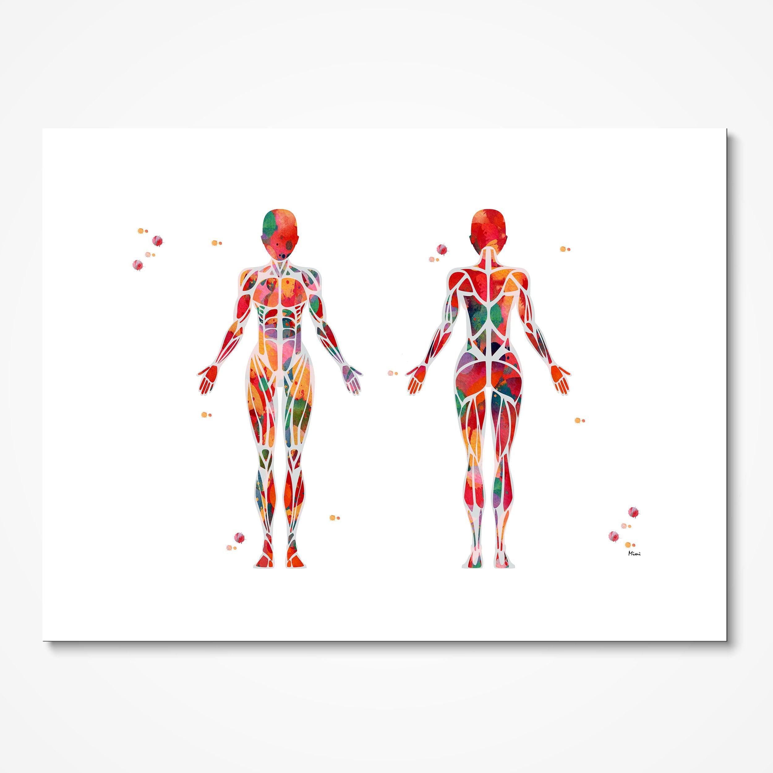 Female Muscular System Watercolor Print Anatomy Art Female Muscle Structure Poster Medical Art Print Human Body Wall Art Skeletal Muscles