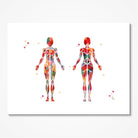 Female Muscular System Watercolor Print Anatomy Art Female Muscle Structure Poster Medical Art Print Human Body Wall Art Skeletal Muscles