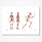Human Body Running Skeleton Anatomy Print Skeletal System Structure Medical Clinic Wall Decor