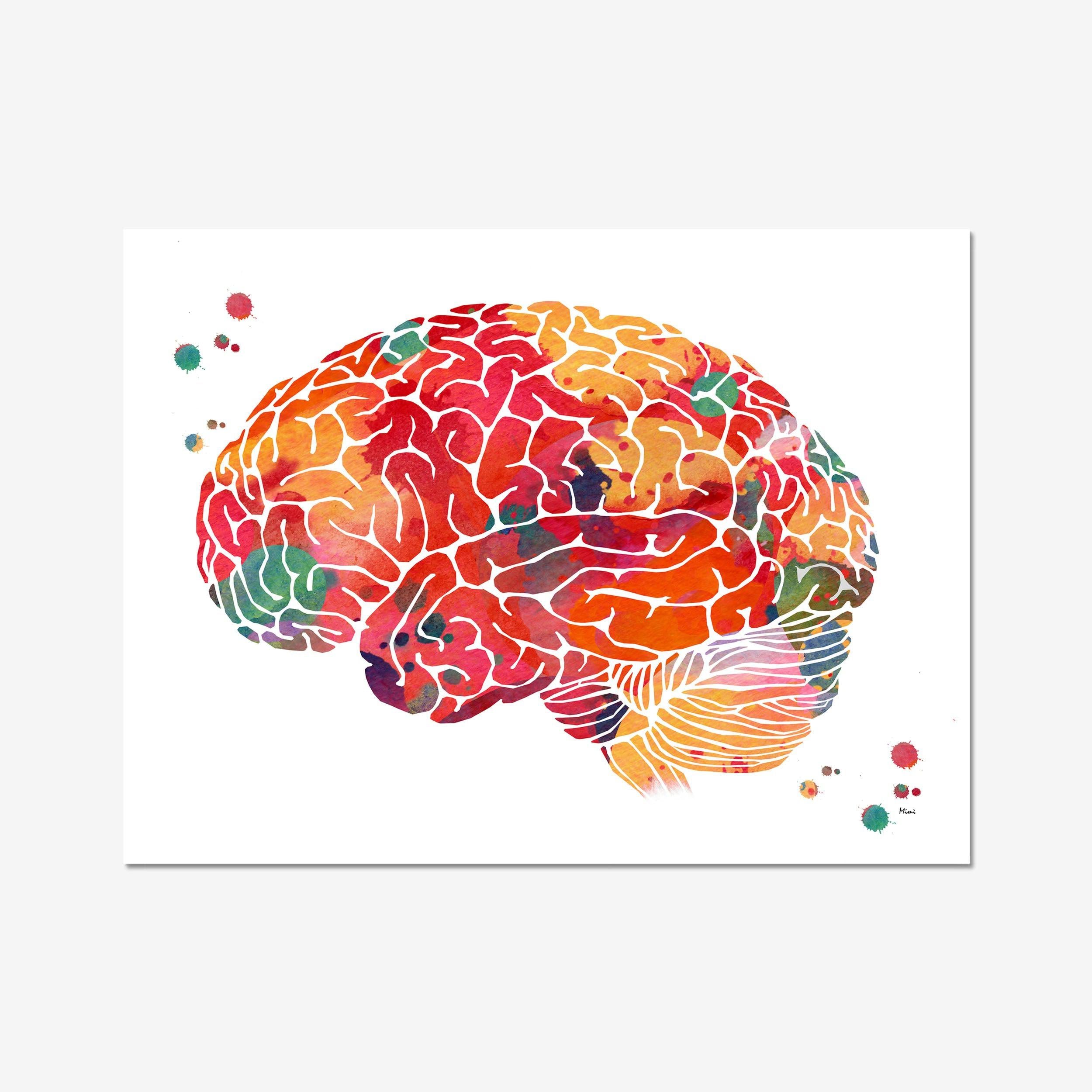 Human Brain Anatomy Print Lobes Of The Cerebral Cortex
