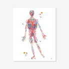 Human Circulatory System Arteries Anatomy Print Blood Vessels Medical Clinic Wall Decor