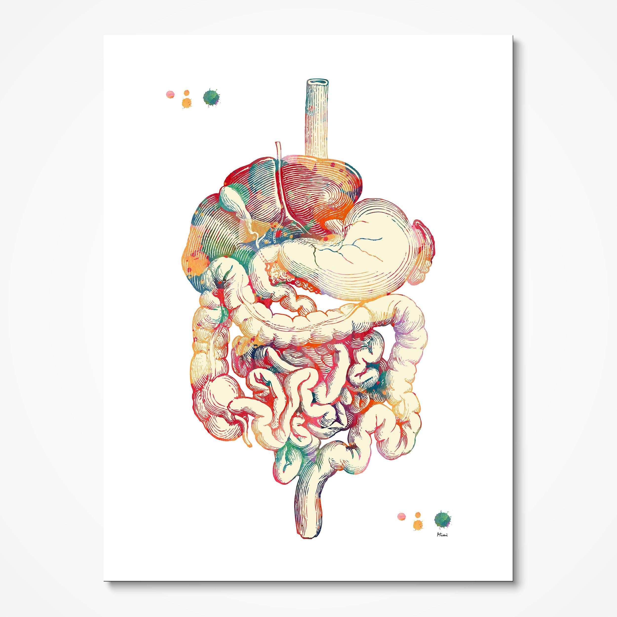 Human Digestive Tract Anatomy Art Watercolor Print