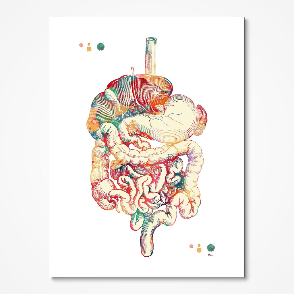 Human Digestive Tract Anatomy Art Watercolor Print