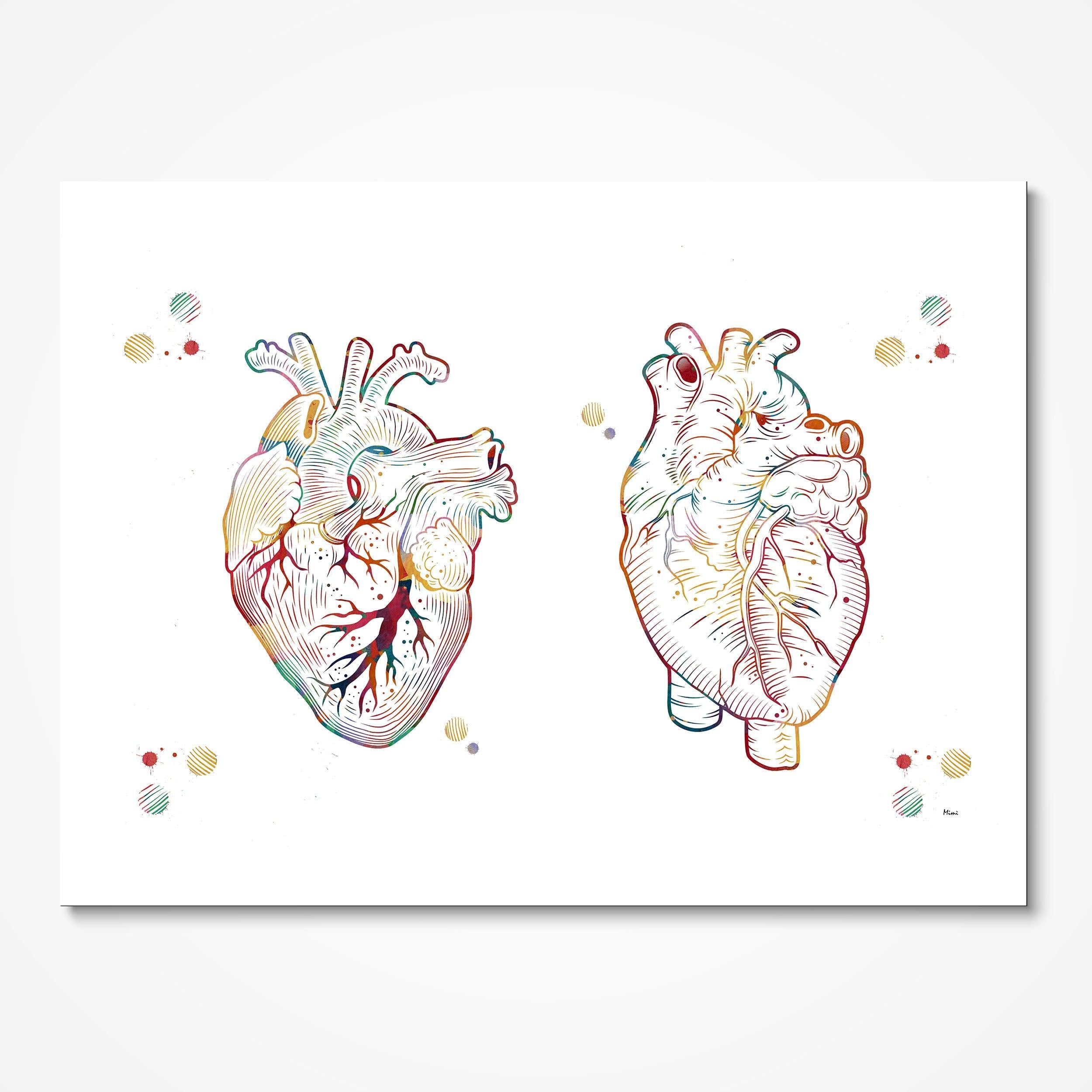 Human Heart Anatomy Print Medical Art Anterior And Posterior View Of The Heart Anatomical Heart Illustration