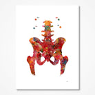 Human Hip Anatomy Print Hip And Lower Spine Poster Skeletal System Pelvis And Vertebral Column Medical Art Print