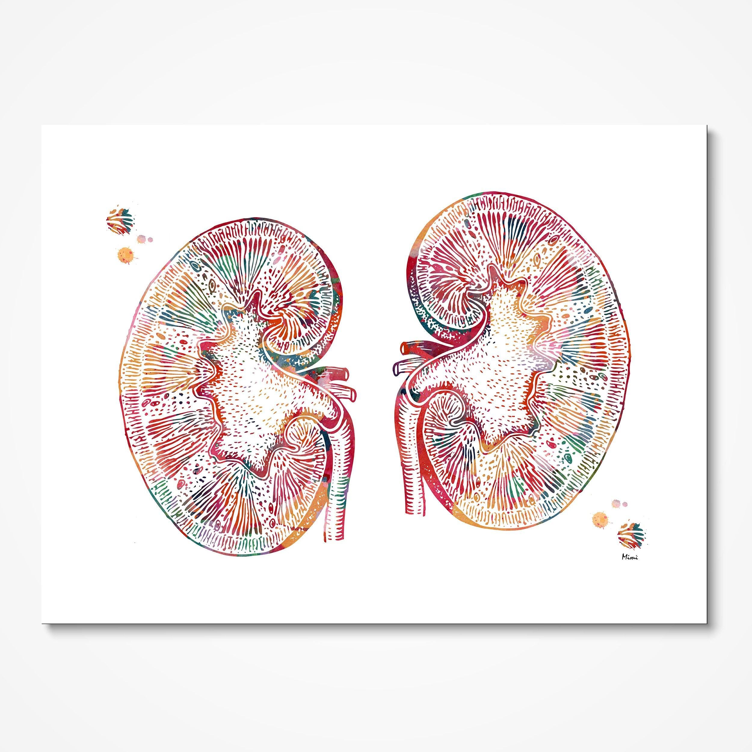 Human Kidneys Anatomy Art Print Medical Clinic Wall Decor