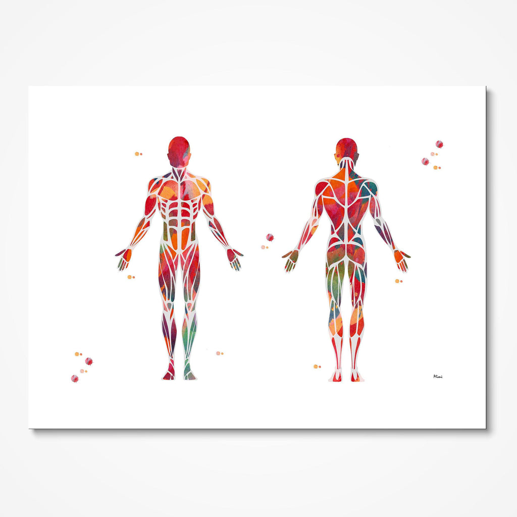 Human Muscle System Anatomy Art Print Medicine Clinic Wall Decor