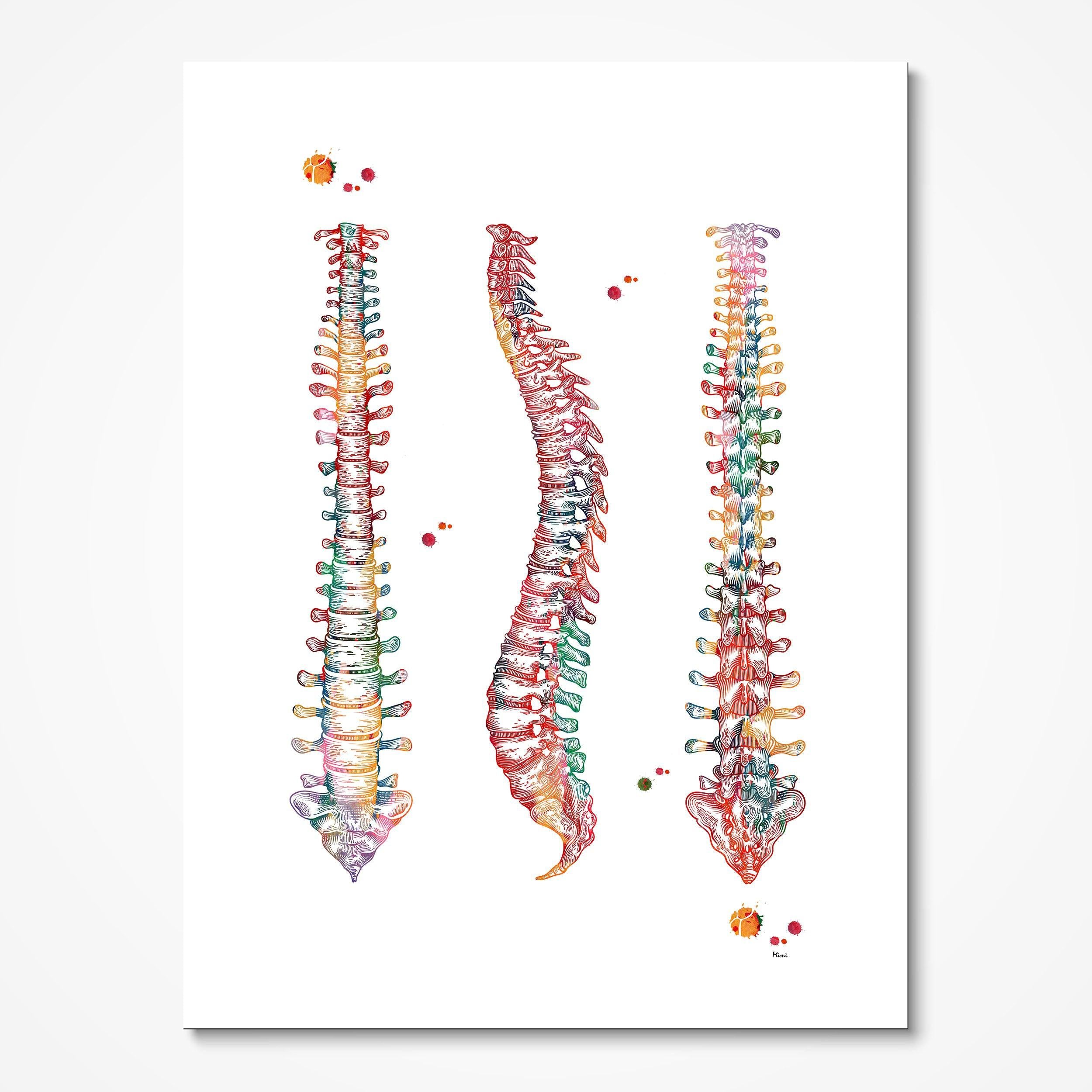 Human Spine Watercolor Print Spinal Cord Anatomy Vertebral Column Print Skeletal Vertebrae Anatomy